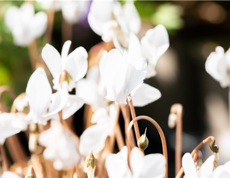 Alpenveilchen pflanzen und bunte Blüten bewundern Alpenveilchen pflanzen und bunte Blüten bewundern