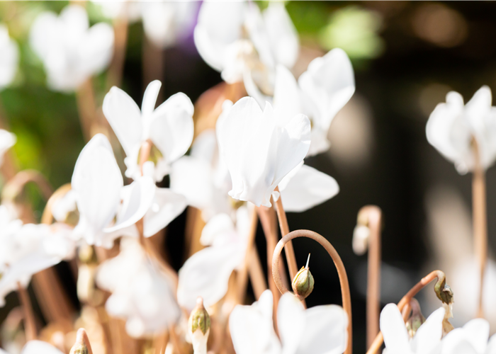 Alpenveilchen pflanzen und bunte Blüten bewundern