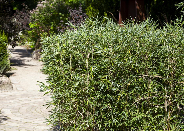 Bambus kaufen und einen Hauch Fernost genießen Bambus kaufen und einen Hauch Fernost genießen