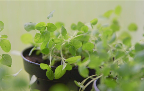 Oregano - Pikieren Oregano - Pikieren