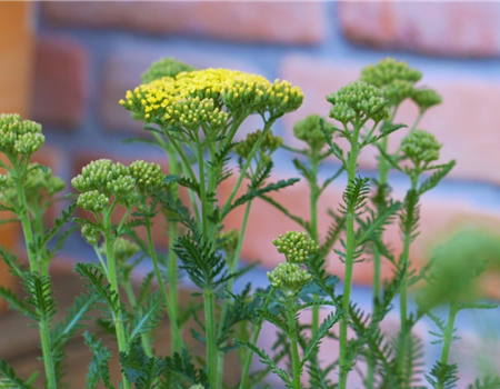 Schafgarbe - Einpflanzen im Garten (gelb) Schafgarbe - Einpflanzen im Garten (gelb)