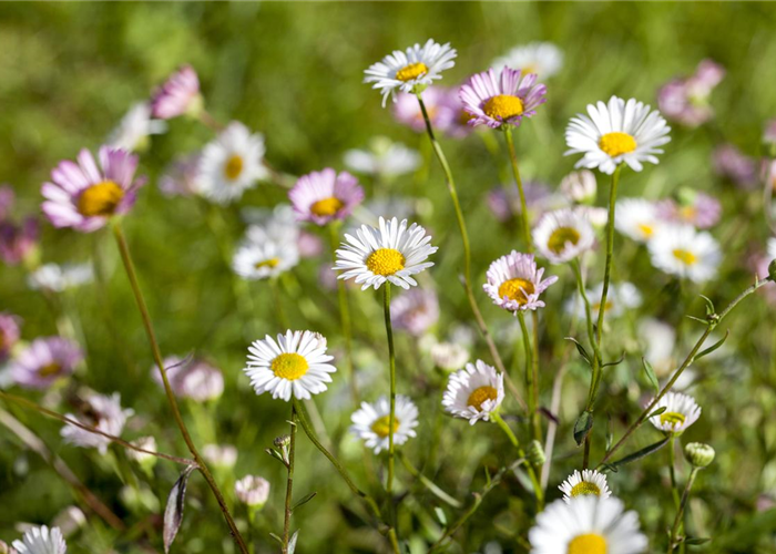 Die heilende Wirkung von Gänseblümchen Die heilende Wirkung von Gänseblümchen