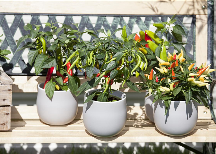 Ein ganzer Garten auf dem Balkon: Gärtnern auf kleinstem Raum