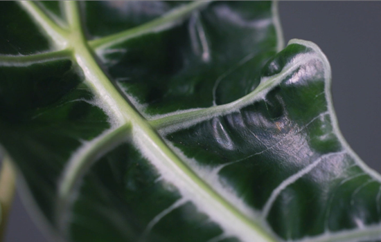 Zimmerpflanzenportrait - Pfeilblatt Zimmerpflanzenportrait - Pfeilblatt