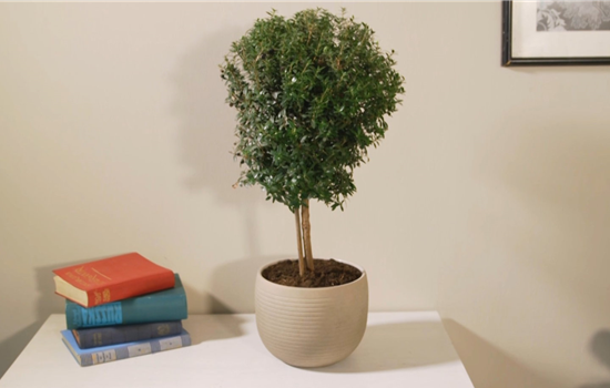 Brautmyrte - Umtopfen Brautmyrte - Umtopfen