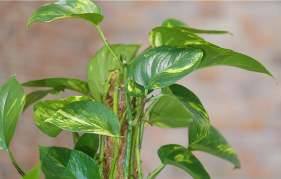 Goldene Efeutute - Umtopfen Goldene Efeutute - Umtopfen