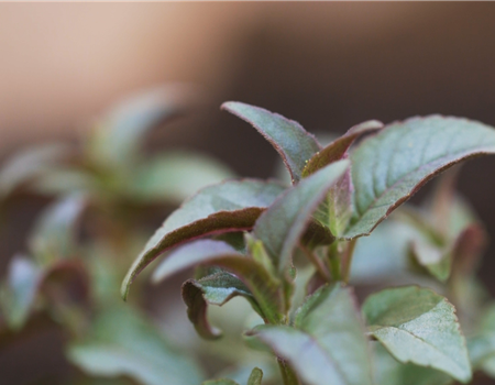 Minzblättrige Indianernessel - Einpflanzen im Garten Minzblättrige Indianernessel - Einpflanzen im Garten