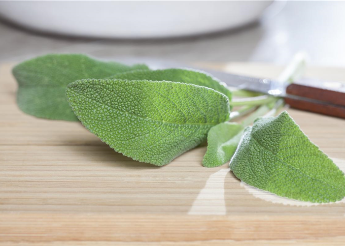 Salbei – Zierpflanze und Heilkraut  Salbei – Zierpflanze und Heilkraut