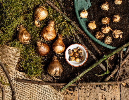 Blumenzwiebeln überwintern – der ultimative Leitfaden Blumenzwiebeln überwintern – der ultimative Leitfaden