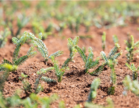 Vermehrung durch Stecklinge: Pflanzen ohne Ende! Vermehrung durch Stecklinge: Pflanzen ohne Ende!