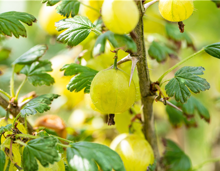 Ribes uva-crispa 'Lady Sun' Ribes uva-crispa 'Lady Sun'
