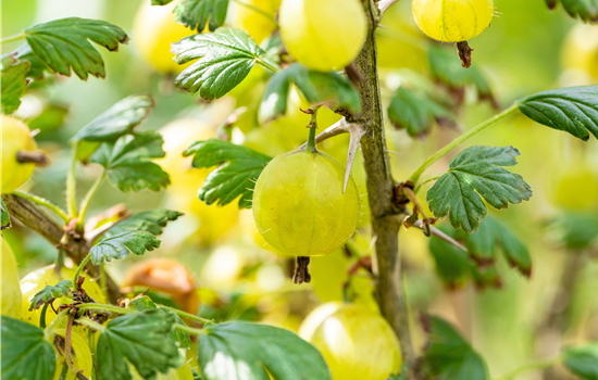 Ribes uva-crispa 'Lady Sun' Ribes uva-crispa 'Lady Sun'