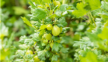 Stachelbeere 'Invicta'