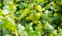 Stachelbeere 'Invicta'