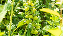 Stachelbeere 'Invicta'