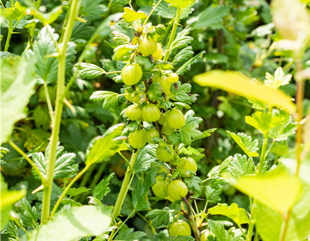 Ribes uva-crispa 'Invicta' Ribes uva-crispa 'Invicta'