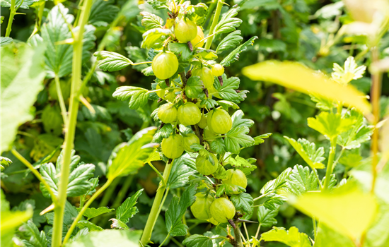 Ribes uva-crispa 'Invicta' Ribes uva-crispa 'Invicta'