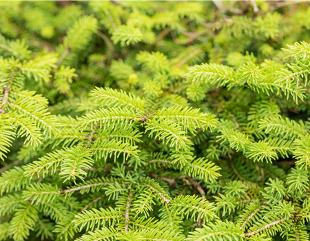 Picea abies 'Nidiformis' Picea abies 'Nidiformis'