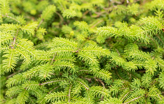 Picea abies 'Nidiformis' Picea abies 'Nidiformis'