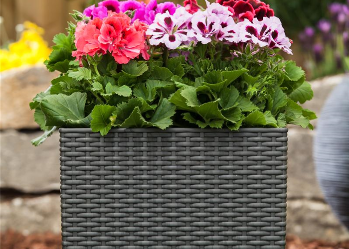 Blumentöpfe vorbereiten