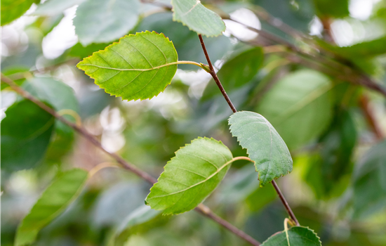 Betula utilis jacquemontii