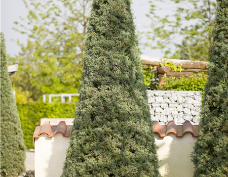 Cupressus arizonica 'Fastigiata' Cupressus arizonica 'Fastigiata'