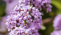 Hängender-Sommerflieder 'Unique'®
