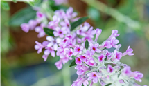 Hängender-Sommerflieder 'Unique'®