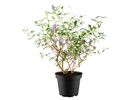 Buddleja alternifolia 'Unique'