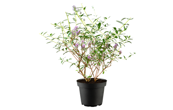 Buddleja alternifolia 'Unique'