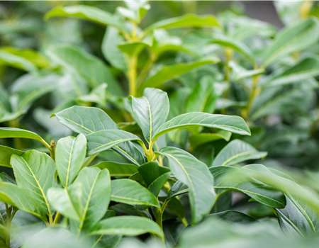 Prunus laurocerasus 'Genolia' Prunus laurocerasus 'Genolia'
