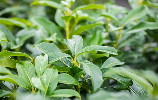 Prunus laurocerasus 'Genolia' Prunus laurocerasus 'Genolia'