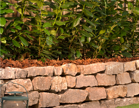 Prunus laurocerasus 'Novita'