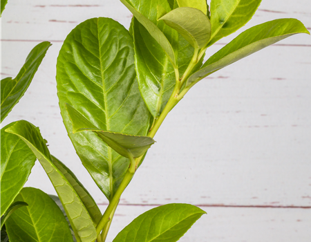 Prunus laurocerasus 'Novita' Prunus laurocerasus 'Novita'