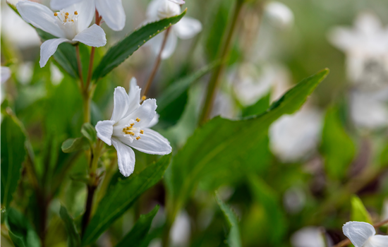 Deutzia 'Yuki Snowflake'