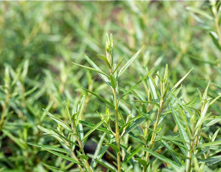 Hippophae rham.'Friesdorfer Orange' Hippophae rham.'Friesdorfer Orange'