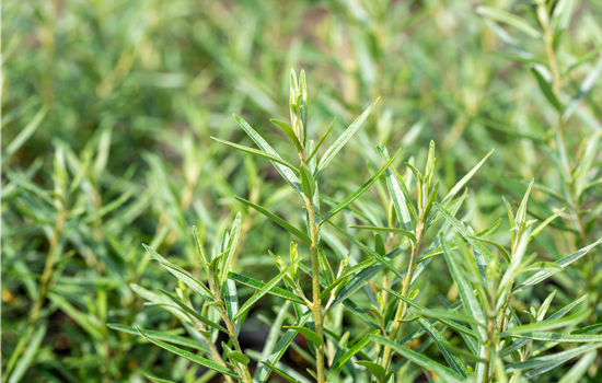 Hippophae rham.'Friesdorfer Orange' Hippophae rham.'Friesdorfer Orange'