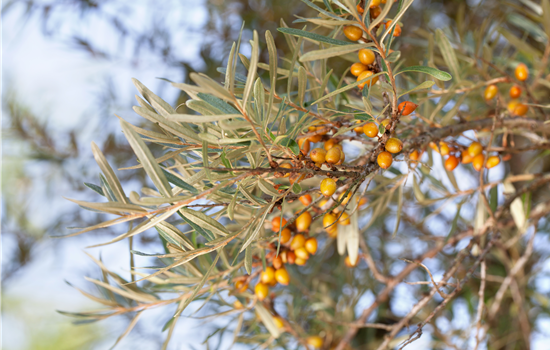 Hippophae rham. 'Orange Energy'