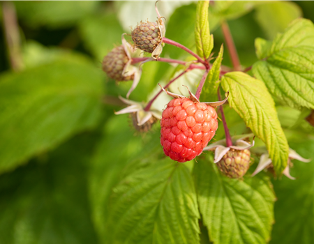 Rubus 'Autumn Bliss' Rubus 'Autumn Bliss'