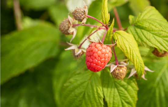 Rubus 'Autumn Bliss' Rubus 'Autumn Bliss'