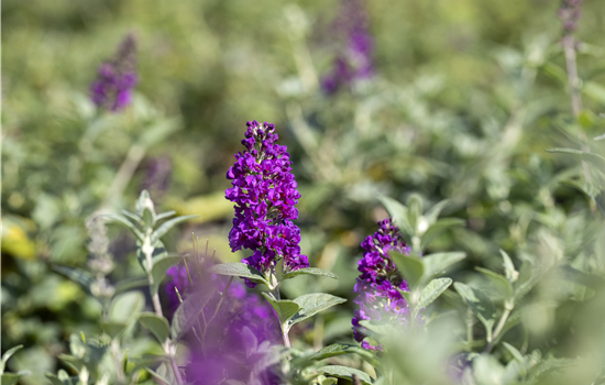 Buddleja davidii 'Blue Chip'