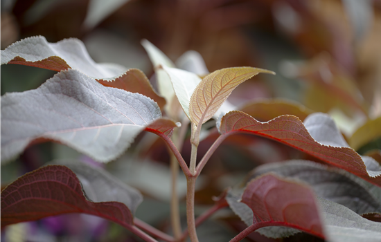 Hydrangea asp. 'Hot Chocolate' Hydrangea asp. 'Hot Chocolate'