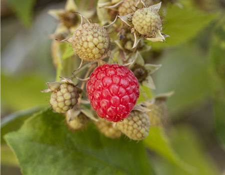 Rubus 'Plentiful' Rubus 'Plentiful'