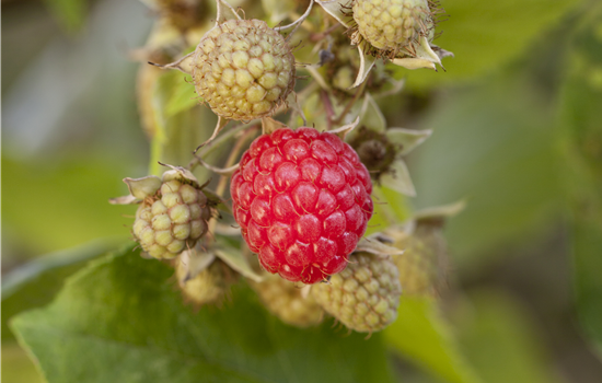 Rubus 'Plentiful' Rubus 'Plentiful'