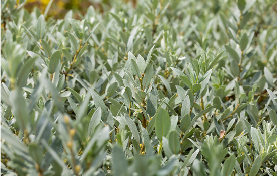 Salix helvetica
