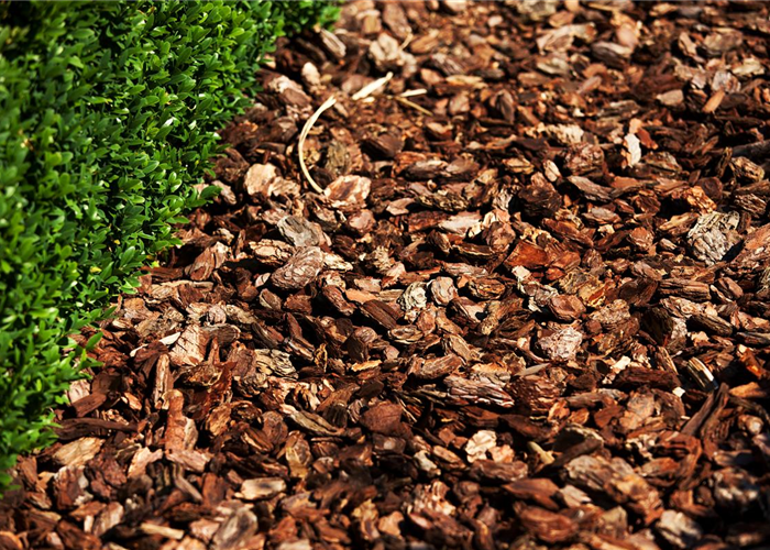 Der Mulch macht’s Der Mulch macht’s