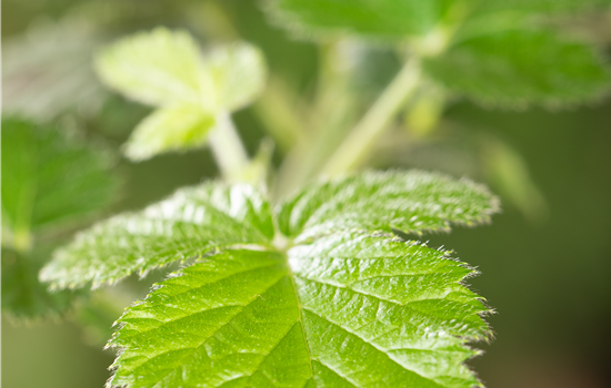 Rubus fruticosus 'Loch Ness'