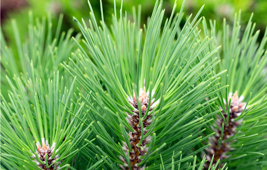 Pinus nigra 'Kleiner Turm'