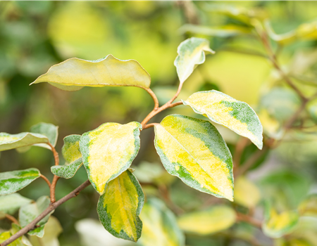 Elaeagnus ebbingei 'Limelight'