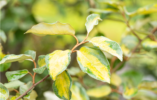 Elaeagnus ebbingei 'Limelight'